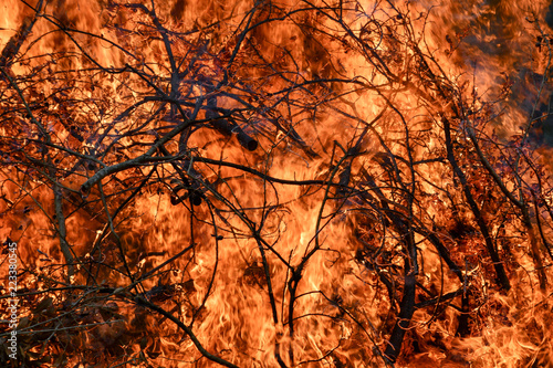 Fotografie, Obraz Abstract background of fire and flame ~IGNITE~