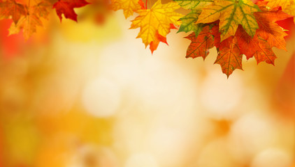 Wall Mural - autumn background with maple leaves