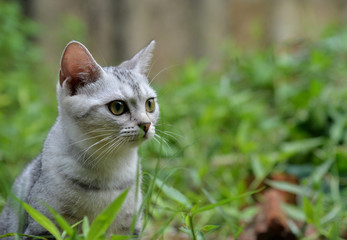 Kitten in the garden