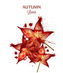 Wall Mural - Autumn watercolor leaves Vector isolated on white background. Fall banner template. Red Golden colors