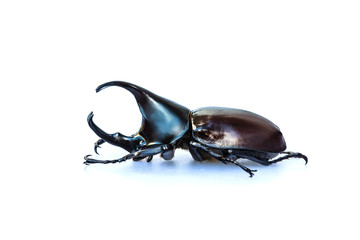 Scarab beetle, Hercules beetle, Rhino beetle, Unicorn beetle, Horn beetle, isolated on white background.