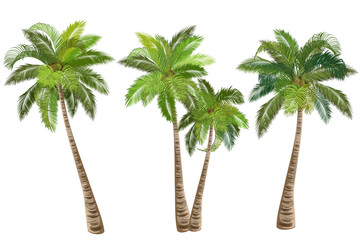 coconut palm tree (cocos nucifera). set of realistic vector illustrations on white background.