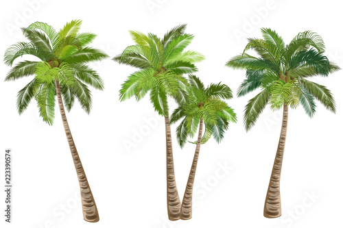 Fotomural Coconut palm tree (Cocos nucifera)