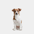© master1305 - Jack Russell Terrier, isolated on white at studio