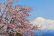 Sakura cherry blossom with mount Fuji landscape at Shizuoka prefecture, Japan
