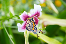 Pollinating Butterfly On Lily