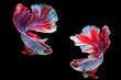 Betta Siamese fighting fish, Betta splendens Pla-kad biting fish Thai,popular aquarium fish. Red White blue Thailand flag half moon isolated on black