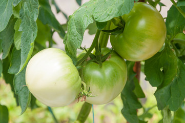 Ripe tomatoes in the garden