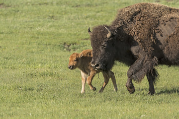 Wall Mural - bison with baby
