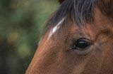 Fototapeta Konie - Gentle eye of a brown horse