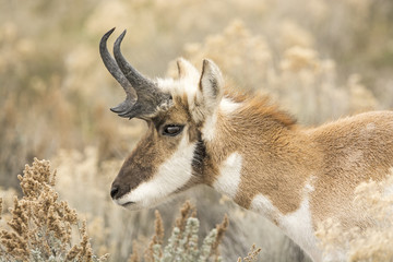 Wall Mural - pronghorn antelope portrait
