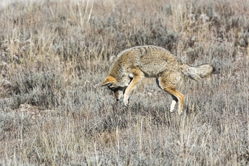 Wall Mural - jumping coyote