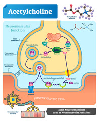 Wall Mural - Acetylcholine vector illustration. Labeled scheme with neurotransmitter.