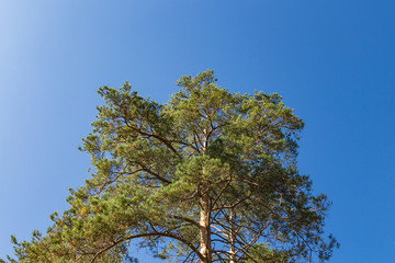 Pine against the blue sky, summer. Russian nature.