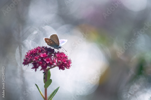 Argus Bleu Sur Fleur Rose De Sédum Buy This Stock Photo