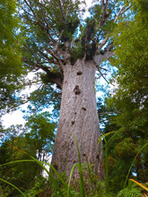 Tane Mahuta The Biggest Kauri Tree In The World (Agathis Australis), Waipoua Forest, New Zealand