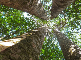 Four Sisters kauri tree (Agathis australis), Waipoua Forest, New Zealand