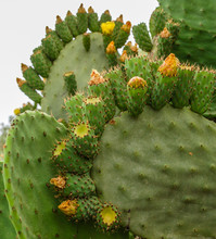 Cacti In The Desert