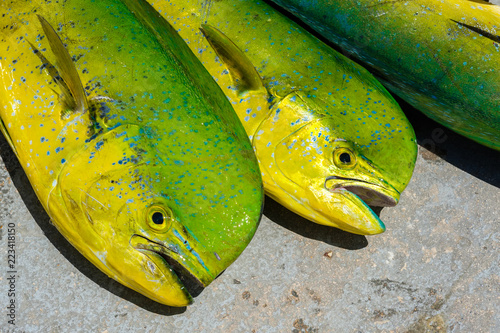 Cuadros en Lienzo Freshly caught dolphin fish in a Florida Keys marina