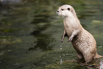 Otter is standing on two legs in the water