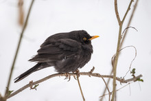 Common Blackbird Resting On A Tree Twig In Winter