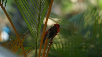 red bird on a branch