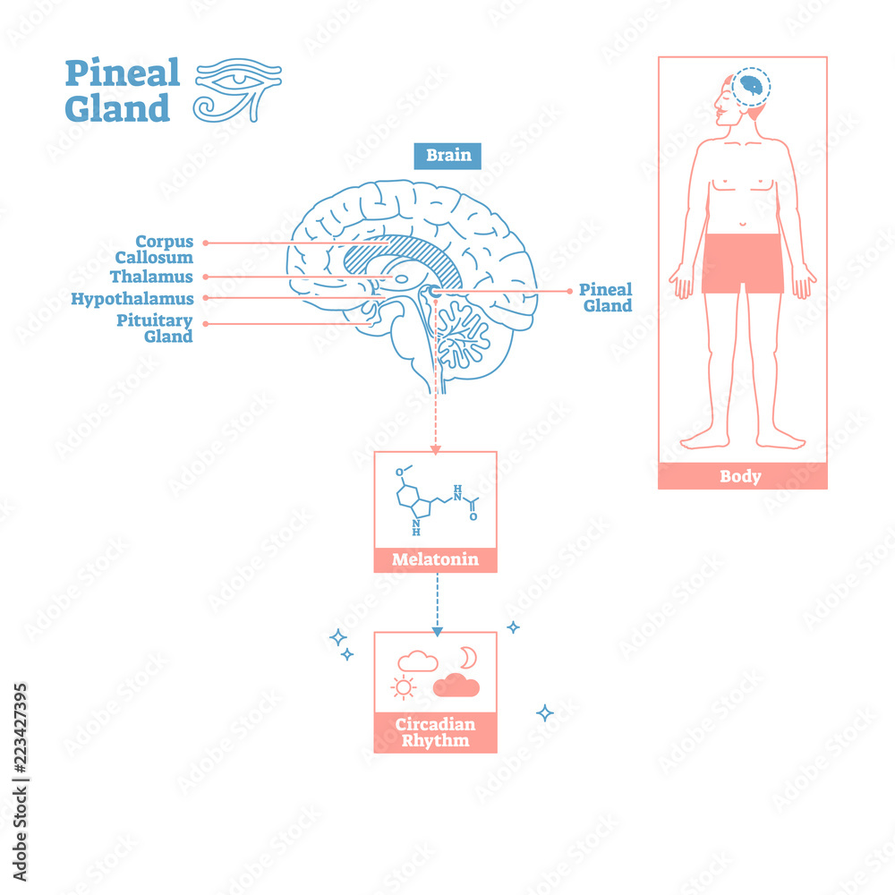 Pineal Gland of Endocrine System.Medical science vector illustration ...