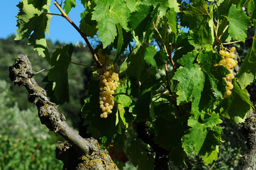 white grapes on vineyards in Chianti region. Tuscany, Italy.