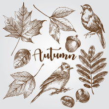 Autumn Elements Set In A Sketch Style Isolated On White Background. Hand Drawn Autumn Leaves, Birds, Acorn, Chestnut Vector Illustration.