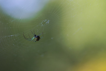 A neon spider hanging on his web outside in the springtime