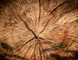 Fototapeta  - struktura ściętego drzewa