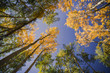 Autumn aspen leaves against the blue sky in Colorado. 