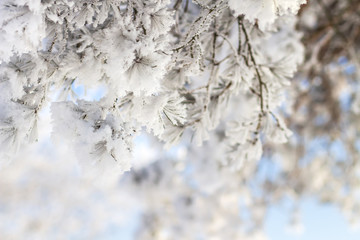 Wall Mural - Winter background. Frosty tree branch with hoarfrost. Frosty plants. Pine branch in frost. Christmas and New Year time. December.