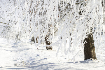 Fototapete - Winter. Snowy and frosty white trees. Christmas time. Xmas background. Scenery winter. Frost and snow.