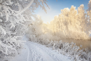 Fototapete - Frosty winter scene. Winter landscape in morning frost. White hoarfrost on plants and branches of trees. Christmas background. Cold snowy nature on bright sunny day. Xmas time. Natural winter scene.