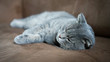 © iuliana - Gatto che dorme