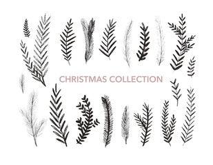 collection of hand drawn fir branches. botanical elements. vector elements of plants.