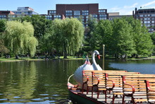 The Famous Swan Boats At The Public Garden In Boston, Massachusetts