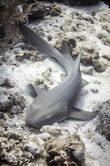 Wall Mural - Beautiful up close photo of nurse shark from Little Cayman in the Caribbean