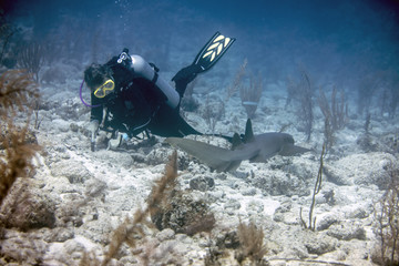 Wall Mural - Beautiful up close photo of nurse shark from Little Cayman in the Caribbean