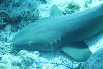 Wall Mural - Unedited nurse shark underwater on a coral reef in Little Cayman, Caribbean