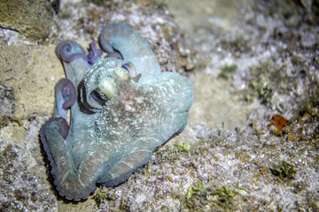 Wall Mural - Beautiful blue iridescent Caribbean octopus underwater on a coral reef at night - hunting. Little Cayman, Caribbean