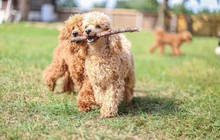 Toy Poodle Apricot  Color Play On The Lawn. Cheerful And Happy Pets.