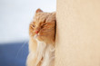 Ginger cat rubbing against a wall with copy space
