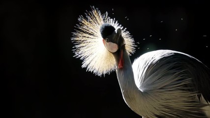 Wall Mural - grey crowned crane dark background