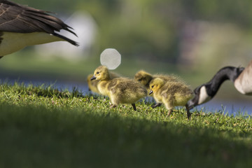 canada goose babies in spring