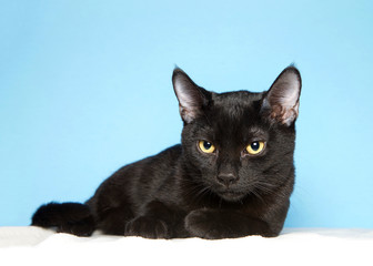 Adorable black kitten with yellow eyes laying on a fluffy white blanket looking slightly down to viewers left. Blue background with copy space.