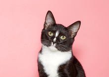 Portrait Of An Adorable Tuxedo Kitten With Green Eyes, Head Tilted Looking Directly At Viewer Curiously. Pink Background With Copy Space.