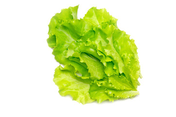 lettuce leaves on white background 