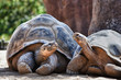 Two Galapagos Tortoises having a conversation